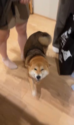 お客さんを熱烈歓迎するはちちゃん⑩