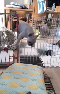 高い柵も乗り越えるふく丸くん