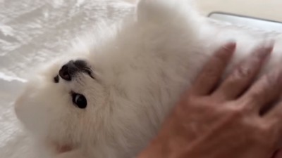 ゴロンとするマヨちゃん