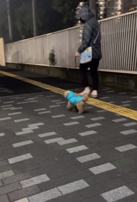 立ち去るちびちゃん