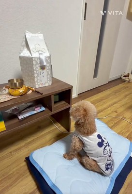 盆棚を見つめるぷく君2
