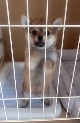 たぬき顔の虎鉄くん