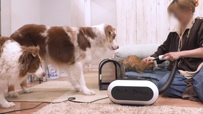 最後まで目を離さない2匹