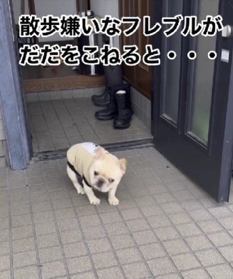 お散歩に行きたくない