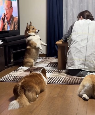 目が合う犬と母