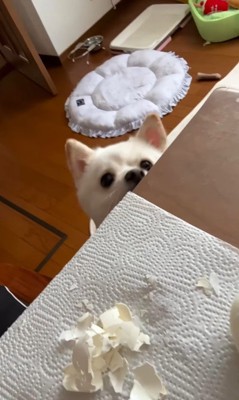 ゆで卵をむいた時のベラちゃん⑩