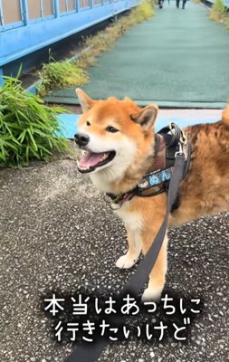 どの道に行くか悩む柴犬