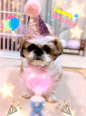 推定8歳のぽてりちゃん