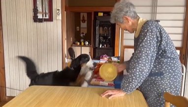 ザルで遊ぶおばあちゃんとバーニーズマウンテンドッグ