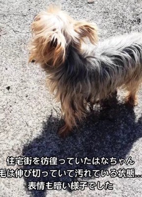 住宅街で保護されたわんこ