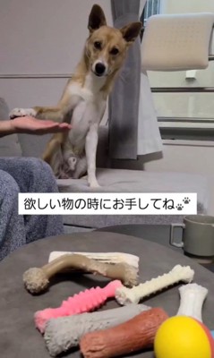 おもちゃを選ぶさく君