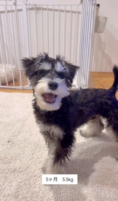 ボセくんの成長記録3