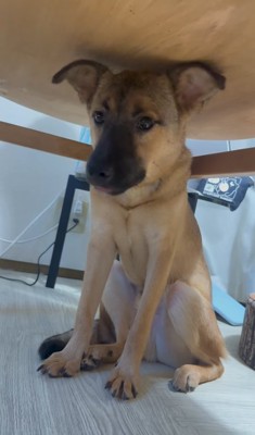 美味しかった顔をする子犬