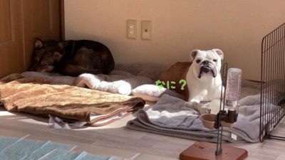 ブルドッグのまるこちゃん!