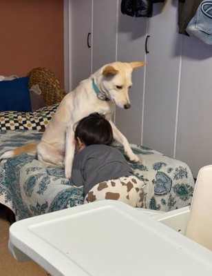 スノーちゃんに顔をうずめる息子さん