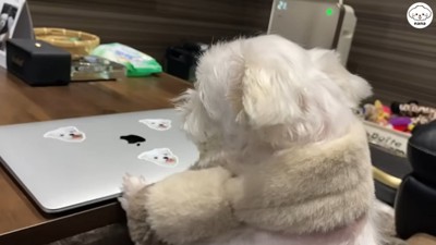 なかなかパソコンの前を離れません