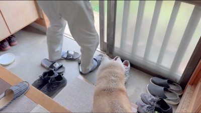 玄関で靴を履く老年男性を見つめる柴犬