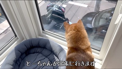 家の2階から男性が出かけていくのを眺める犬