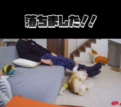 ソファから落ちたモナちゃん6