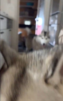 ハスキー3匹を呼んだ時の反応5