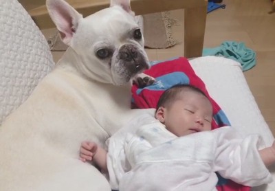 赤ちゃんに寄り添うロイちゃん2