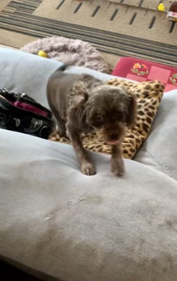 投稿者さんに近づくペコちゃん