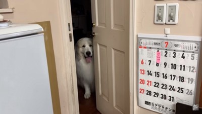 隙間から覗くアランくん