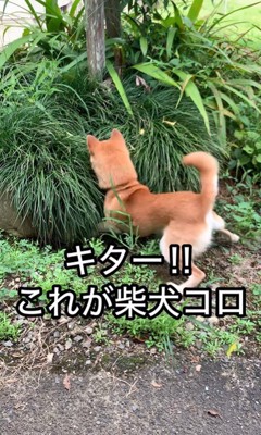 草むらが気になるコロちゃん6