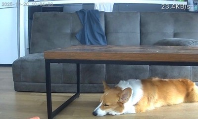 お留守番中のポムちゃん9