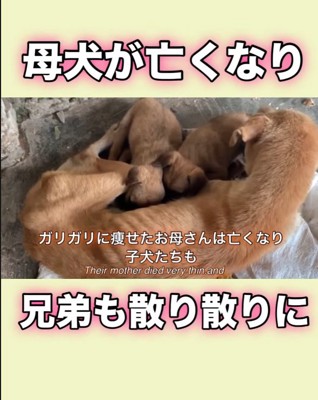 あのときの子犬では？