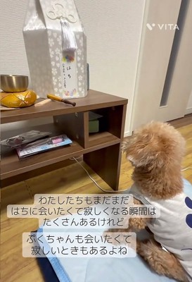 はち君を見つめるぷく君