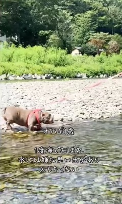 水を怖がる中型犬