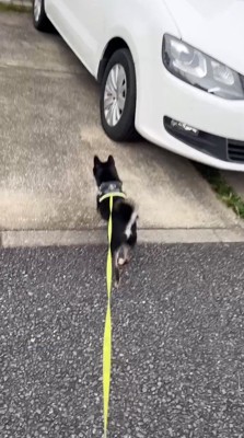 近所の家に向かって歩き出す黒い犬