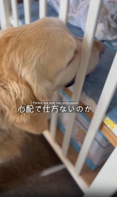 柵に顔を突っ込む犬
