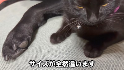 サイズ差も愛おしい♡