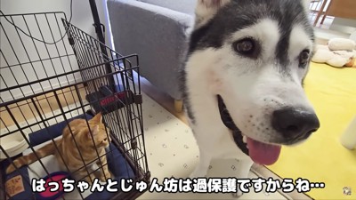 「出してあげて」