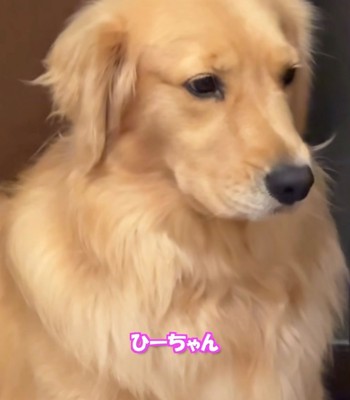目をそらす犬