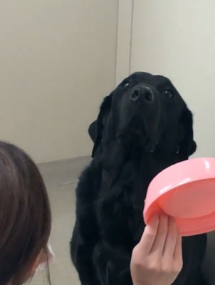 目を合わせない大型犬