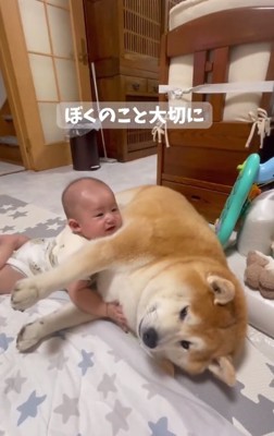 横たわる柴雄くん