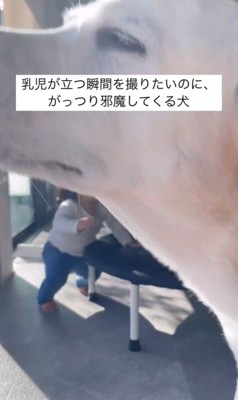 きぬちゃんと立つ練習中の赤ちゃん5