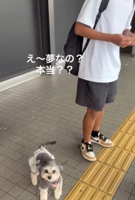 飼い主さんを見るスノーちゃん