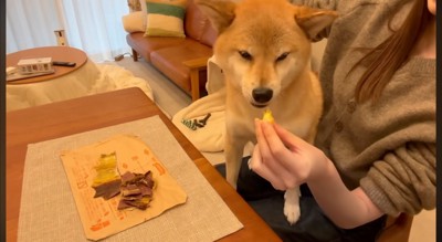 イスに座っている飼い主の膝に飛び乗る犬