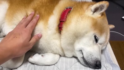 構わずナデナデ