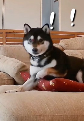 驚く柴犬