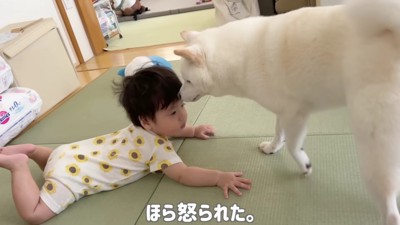 おまめちゃんは優しいお兄ちゃん♡