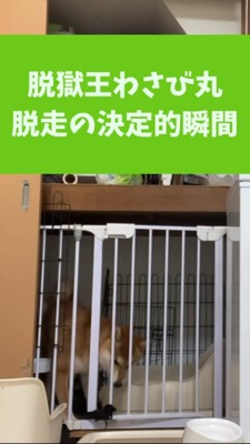 開いた鍵、外の様子を伺う柴犬