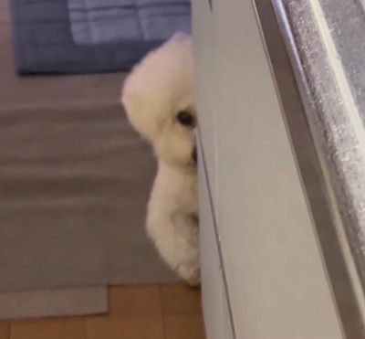 物陰から顔を半分だけ出す犬