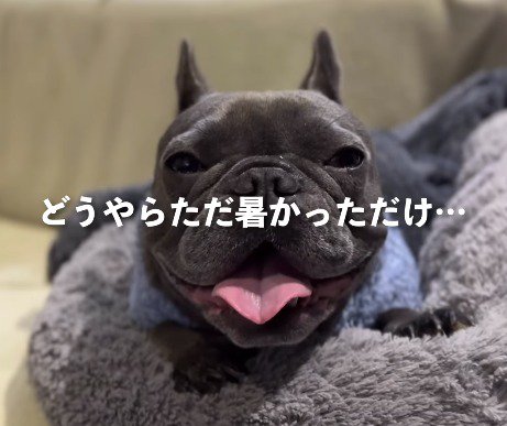 舌を出してカメラを見つめる犬