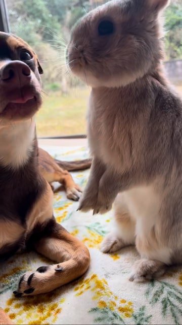前を向く犬と立つウサギ