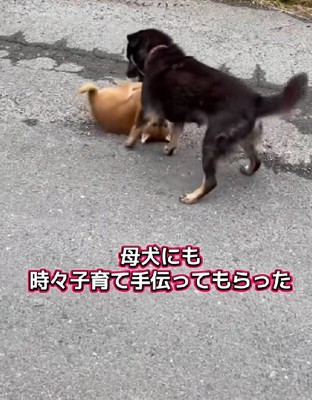 母犬と遊ぶ姿も…